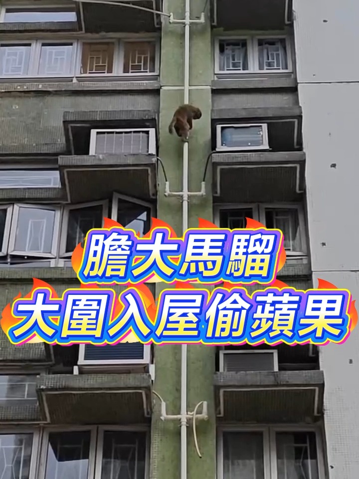 【膽大馬騮 大圍入屋偷蘋果】 沙田大圍由於鄰近馬騮（猴子）聚居的城門水塘，所以不時會有馬騮走進附近屋苑覓食。今日有網民發布視頻，只見有馬騮闖進 ...