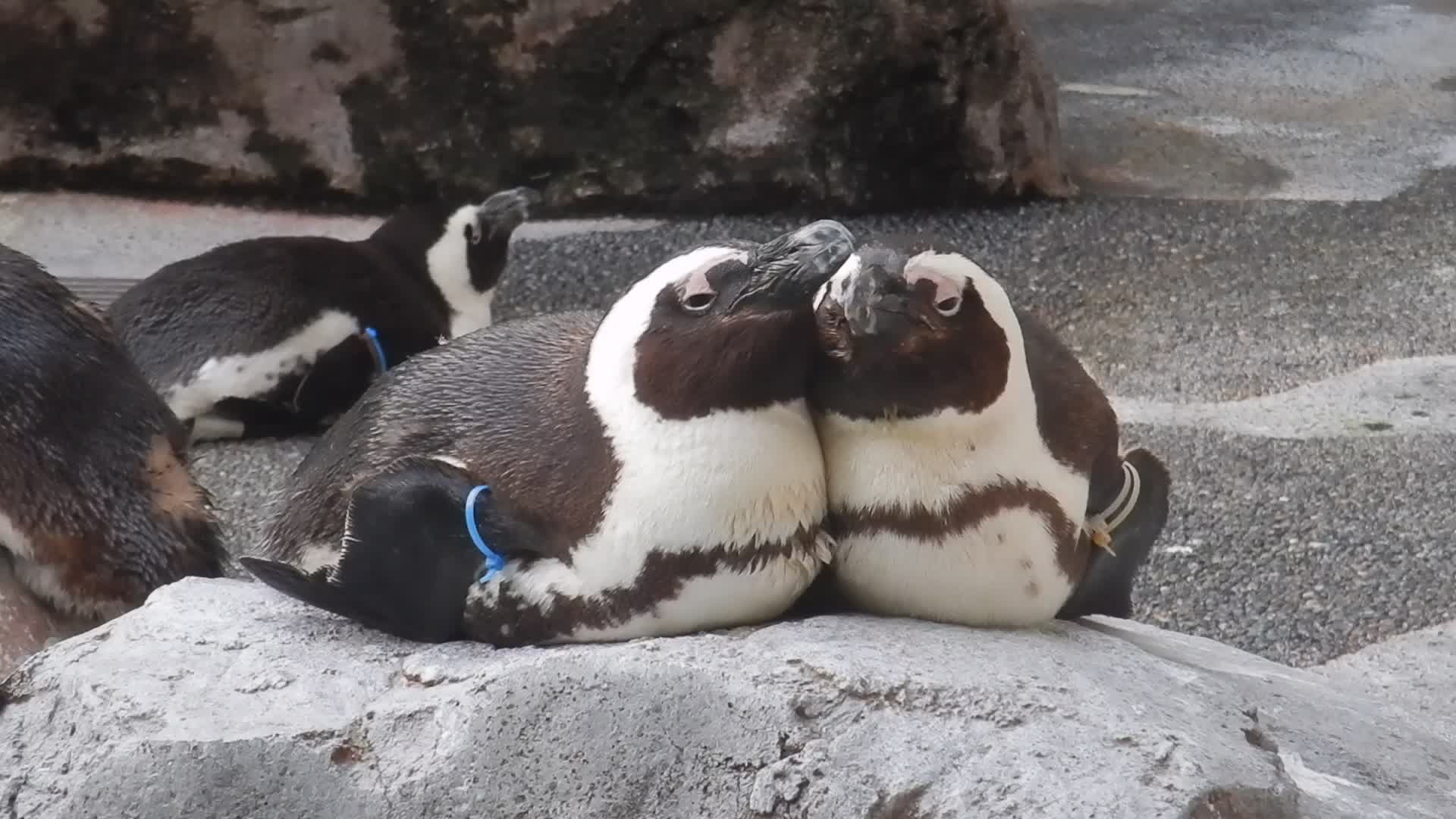 仲良しケープペンギンのペア。いつもぴったり寄り添ってお昼寝です 
