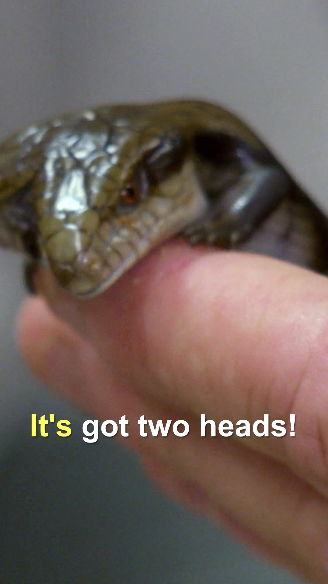 Vets stunned after discovering rare two-headed lizard 🦎👀 | Bondi Vet ...