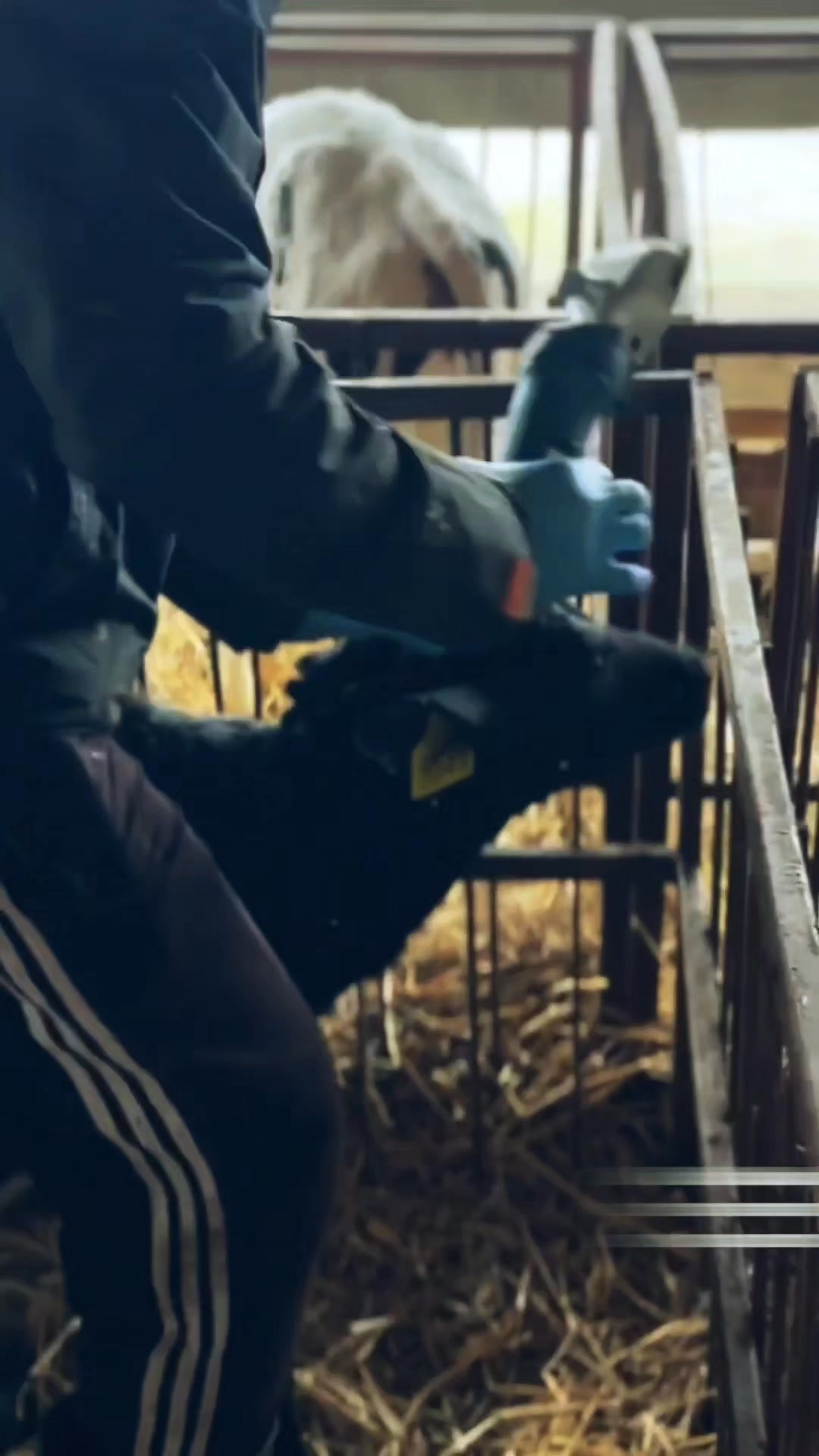 Modern Cow Farms Use Automated Milking Machines 🐄 These machines reduce ...
