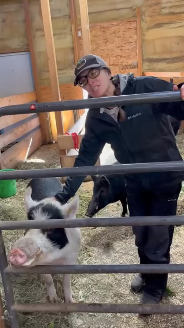 Meet Sweet Taty — a pig who always speaks his mind. He’s bold ...