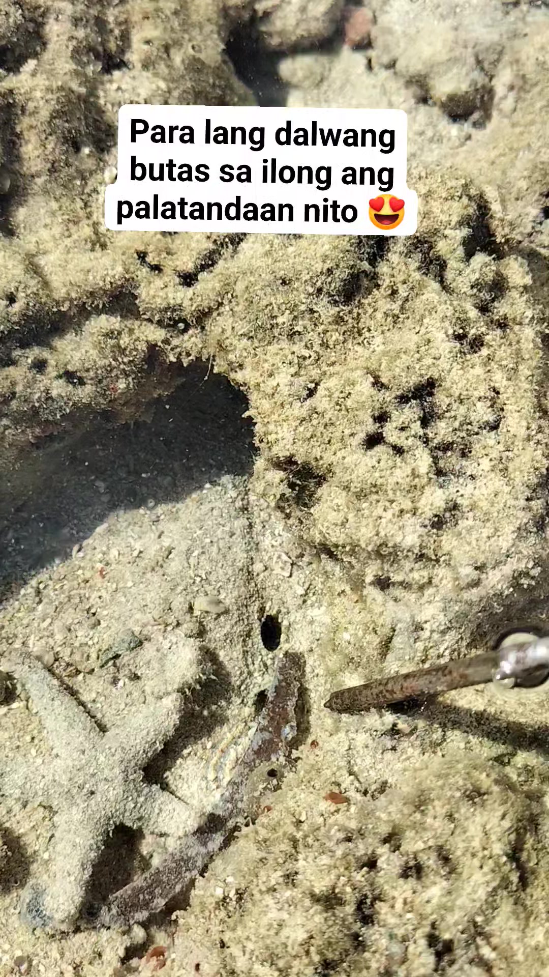 Kuha agad sa star screw Ang Bug-atan #seashorevibes #SeaAdventure # ...