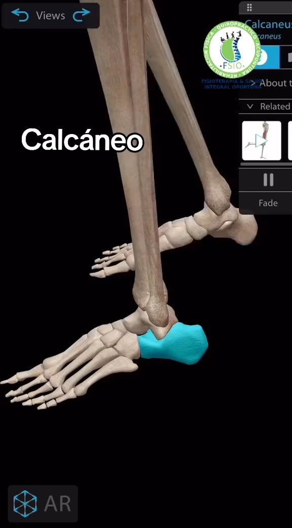 CALCANEO En FSIO tenemos variedad de tratamientos, solo tienes que ...