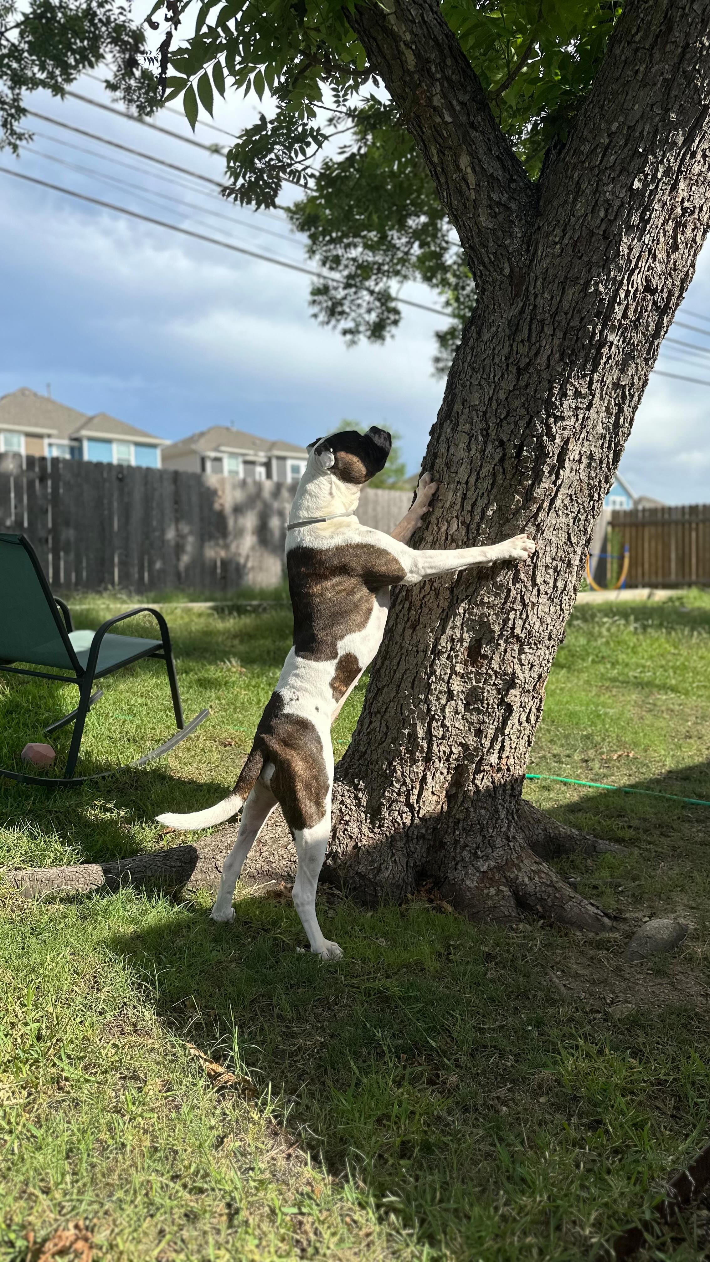 Allowing a dog trained with aversive methods to interact with your dog ...