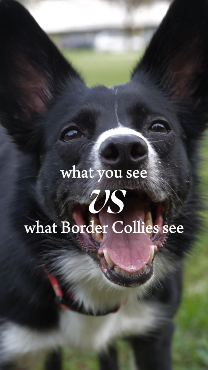If you’ve never understood why your Border Collie reacts to joggers ...