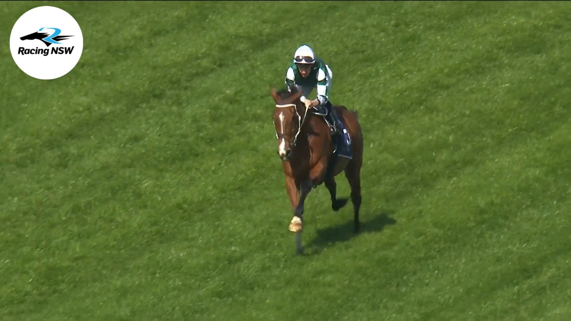 The Chris Waller Racing stars step out for gallops at Rosehill Gardens ...