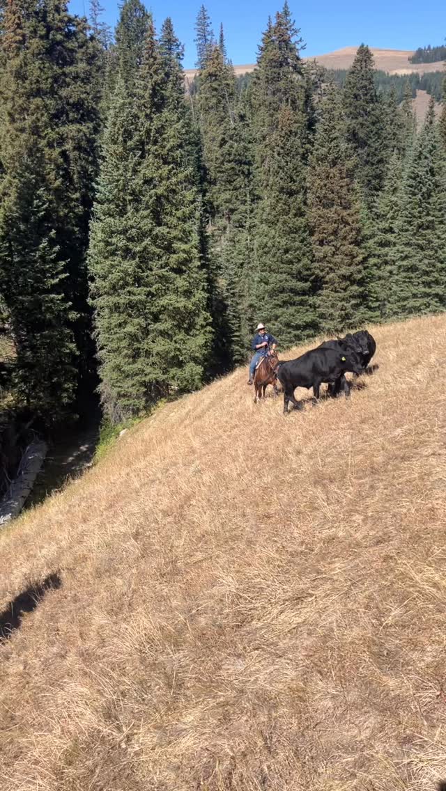 Way to go Andrew! On our last cattle drive a guest picked up some ...