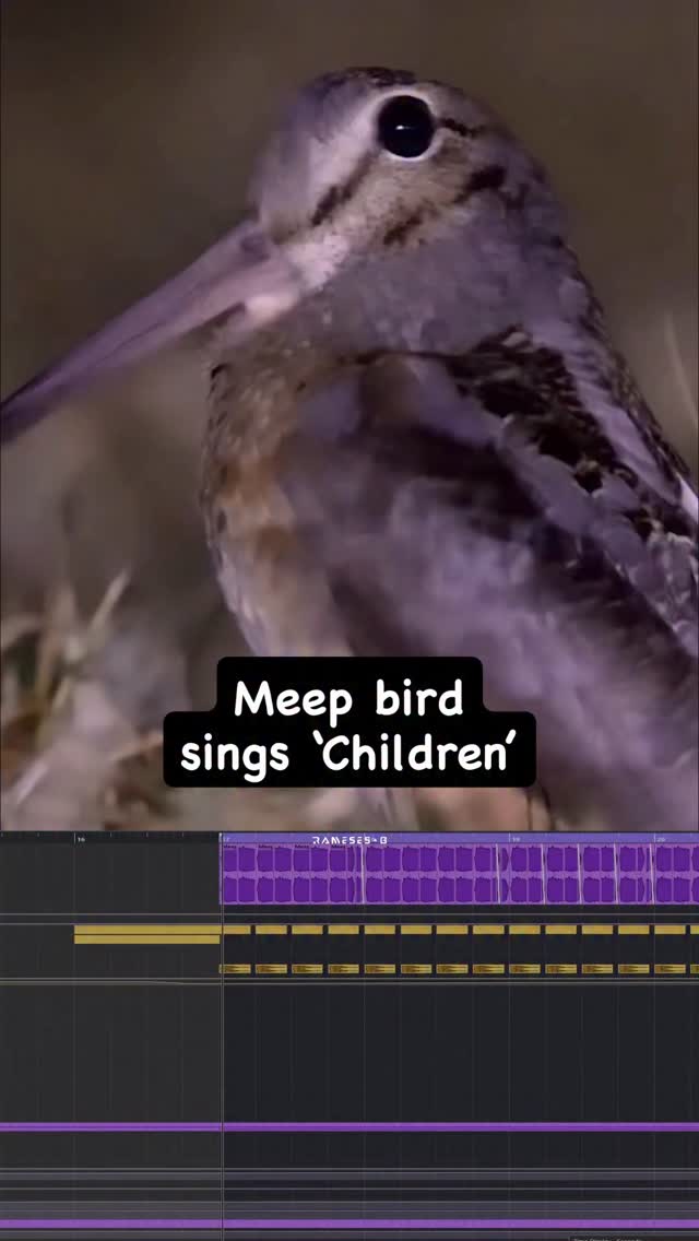 Meep #dnb #meep #bird | Rameses B | Facebook