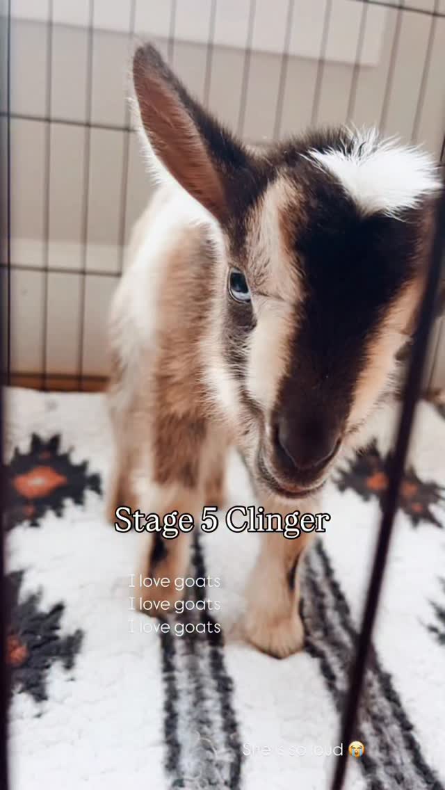 We named her ‘Sugar’ because she laid on my feet in the kitchen while I ...