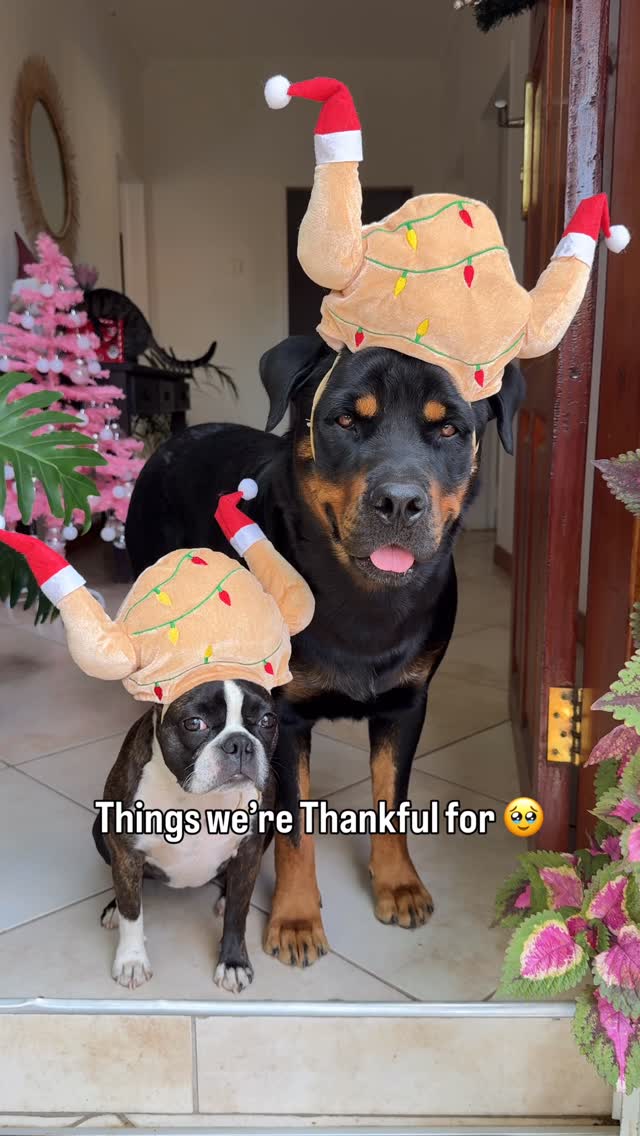 We might not celebrate thanksgiving but we have a lot to be thankful ...