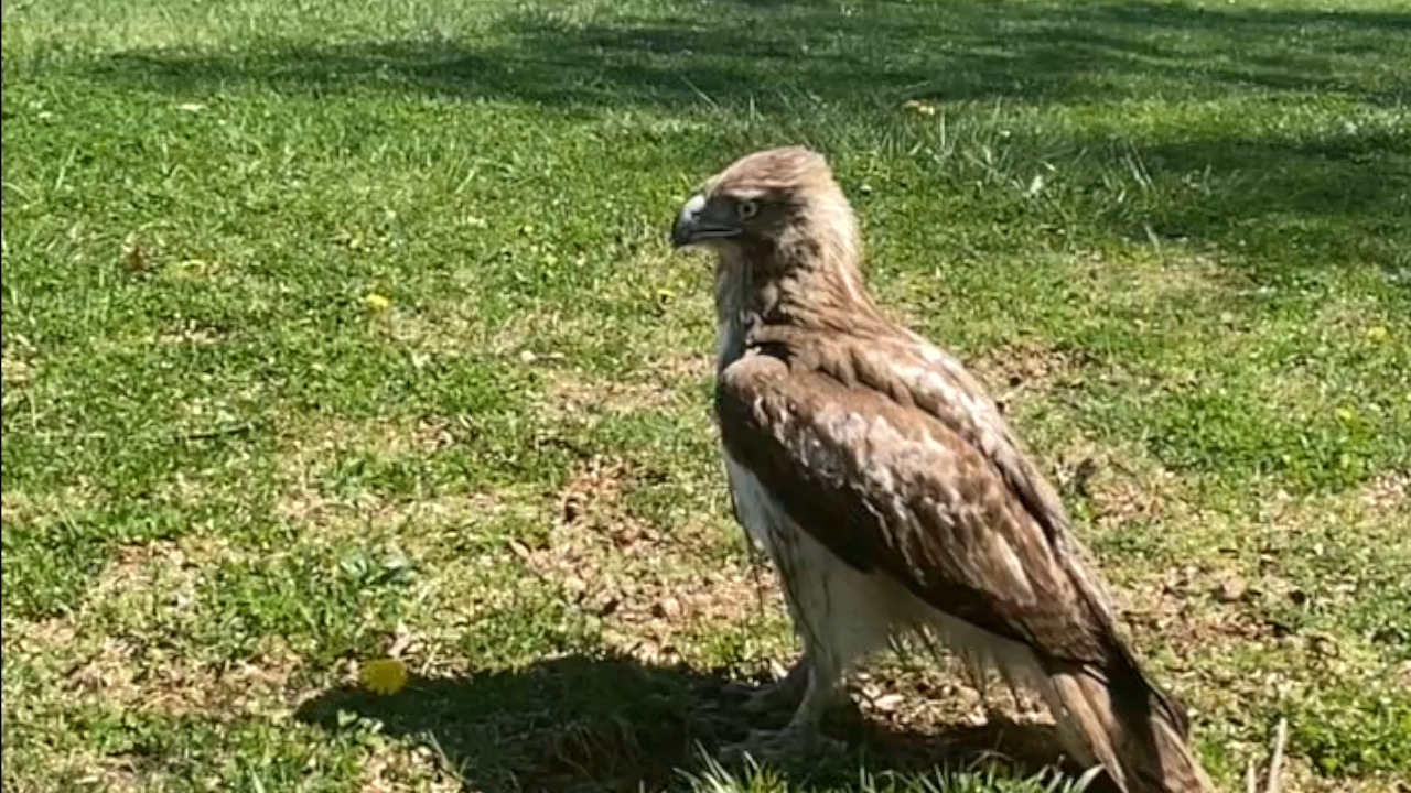 A local release for this young Red-tailed Hawk that was found by ...