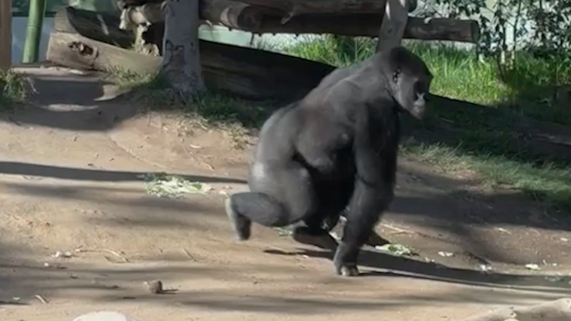 Kitoko, a 6yo male Gorilla (transferred to the San Diego Zoo, from
