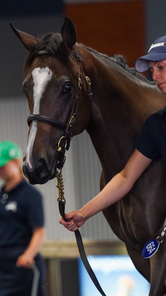 See you soon Melbourne! 🛣️ The 17 yearlings for the Inglis Premier ...