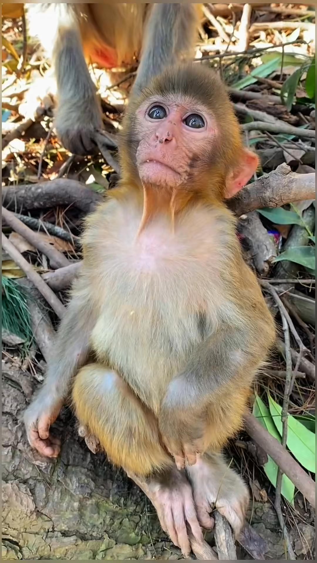 Monkey mother：I’m not a “perfect “monkey 🙉🙏🙏🙏💞💞💞#foryou💕 #monkeys💕 # ...