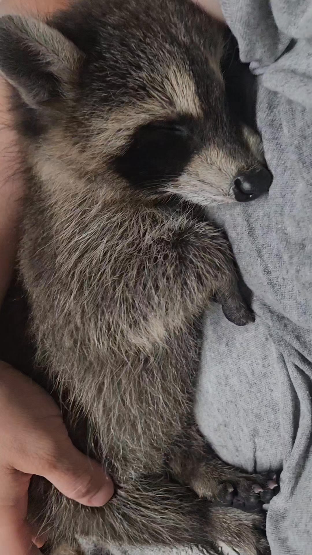 Sleepy Baby Raccoon ~ Happily Purring #Trashpanda #Raccoonlife # ...