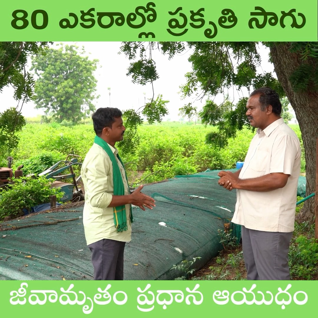 80 ఎకరాల్లో ప్రకృతి సాగు జీవామృతం ప్రధాన ఆయుధం #rythubadi #agriculture ...