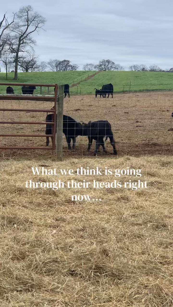 Proof that joy doesn’t get any simpler than this. #anguscattle # ...