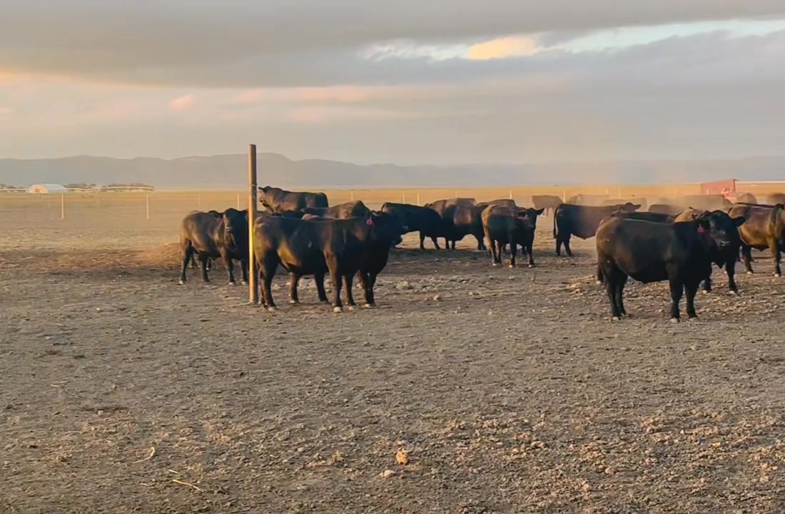 As soon as the coolness off the mountains hit us at dusk these big ...