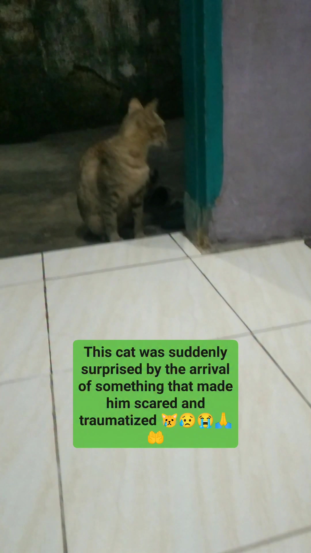 This cat was suddenly surprised by the arrival of something that made ...