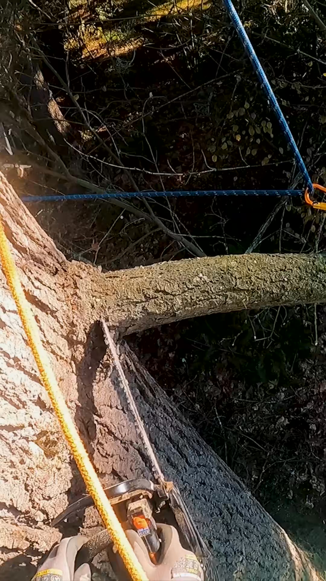 Randy Pulls Too Hard and Snaps Branch in Half! #fyp #chainsaw #treecare ...