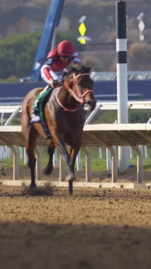 The one and only, FOREVER YOUNG フォーエバーヤング #BC25 #競馬