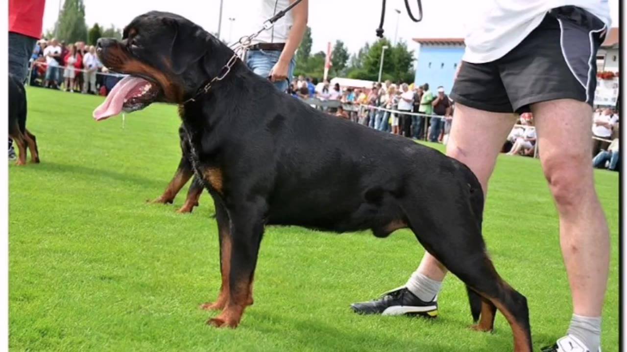 Von House RINA... - Von House RINA Rottweilers Kennel