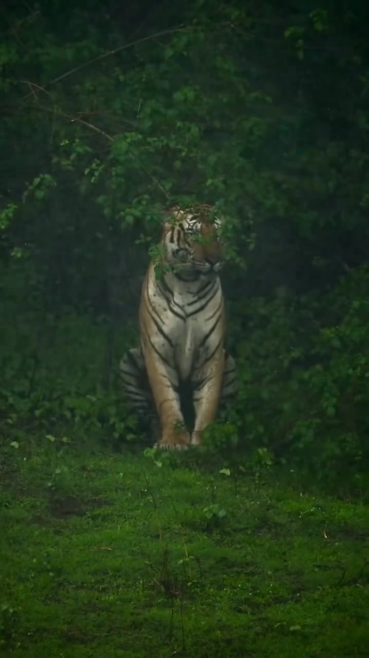 Photo inspiration: Gallery Detail: The Monsoon Falls Heavy And Generous Upon The Tiger Hidden