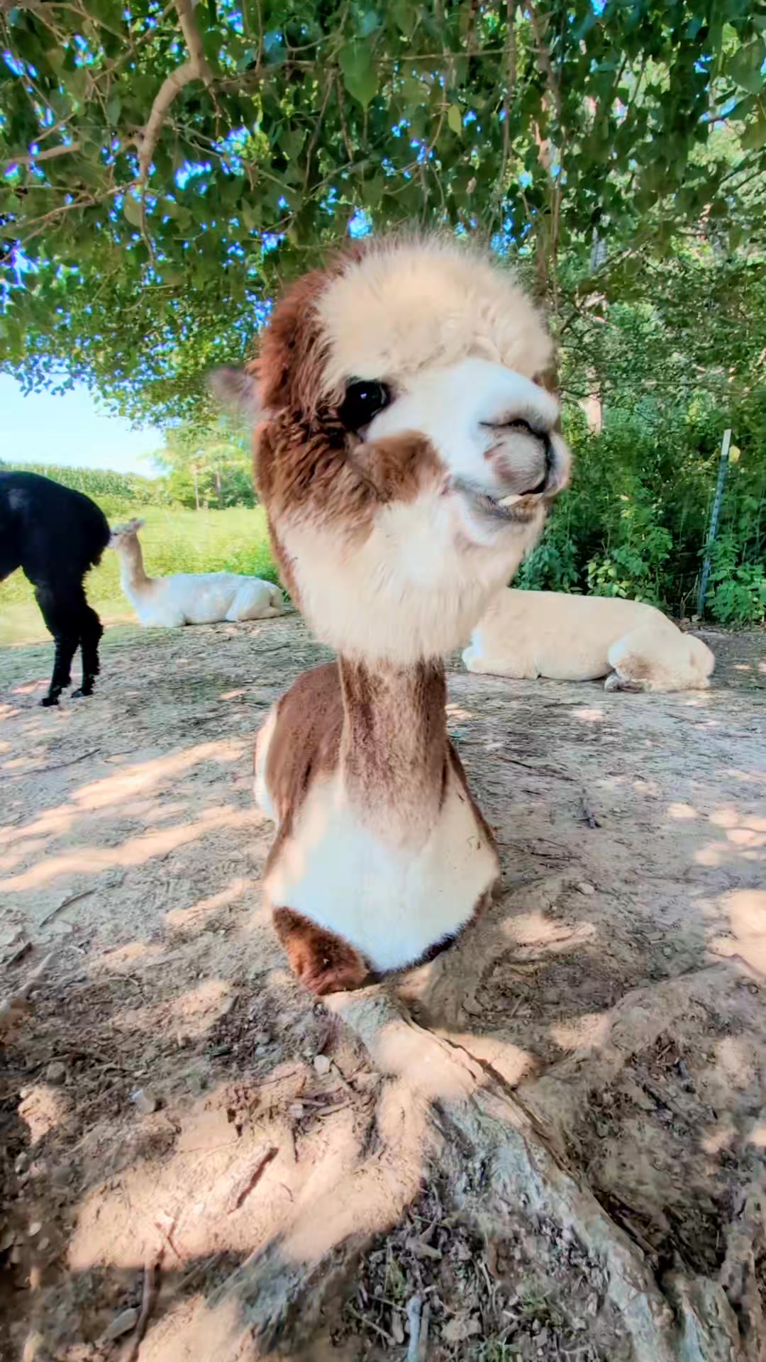 Alpacas have a warning call that they sound when there's a perceived ...