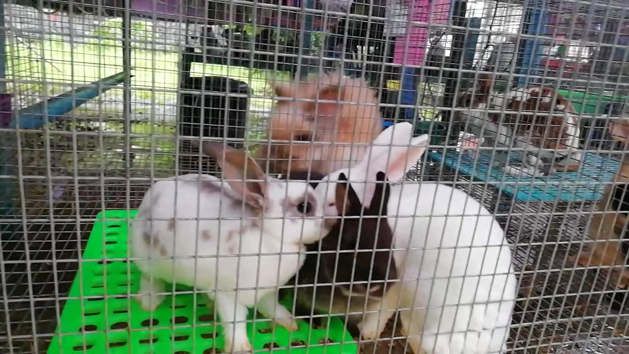 Mango Rabbit Barn