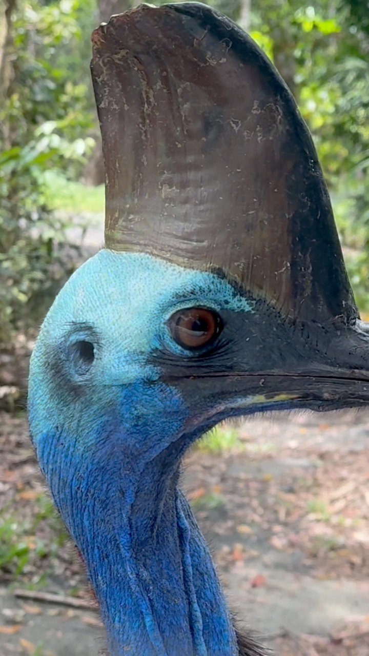 Velociraptor crossing ⚠️ The Southern Cassowary is one of the largest ...