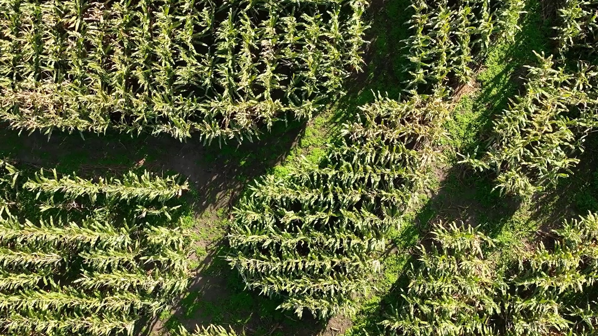 Get lost in the The Honeypatch corn maze just outside of Two Rivers ...