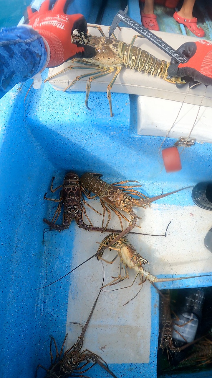 Selección de langostas! 🦞 | Eliam Fishing Mx | Facebook