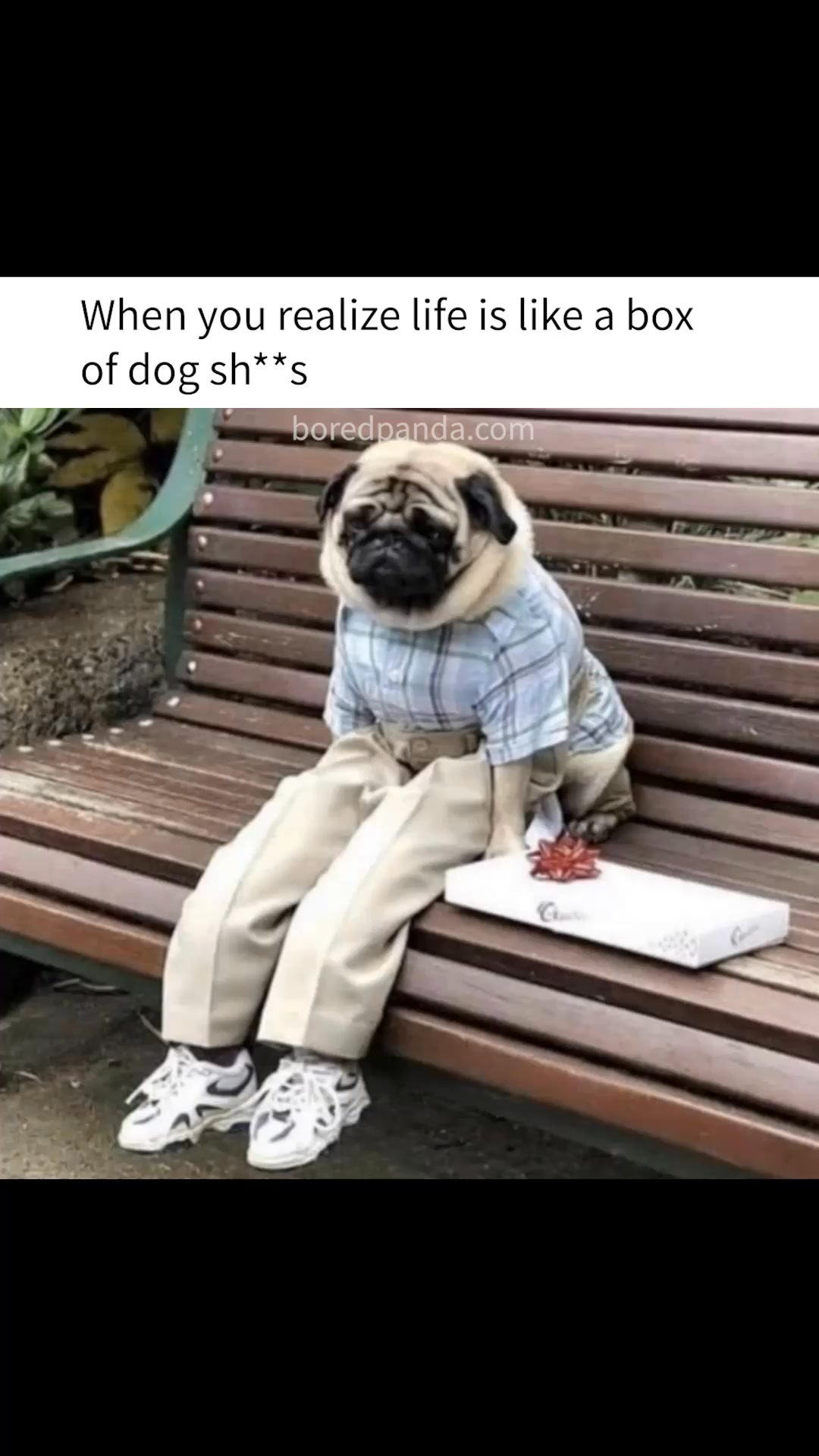 Monday mood: life is ruff | The Humor Train | Facebook