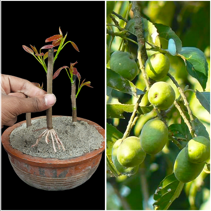 Try this easy method of growing olive plant at home | Step-by-step ...