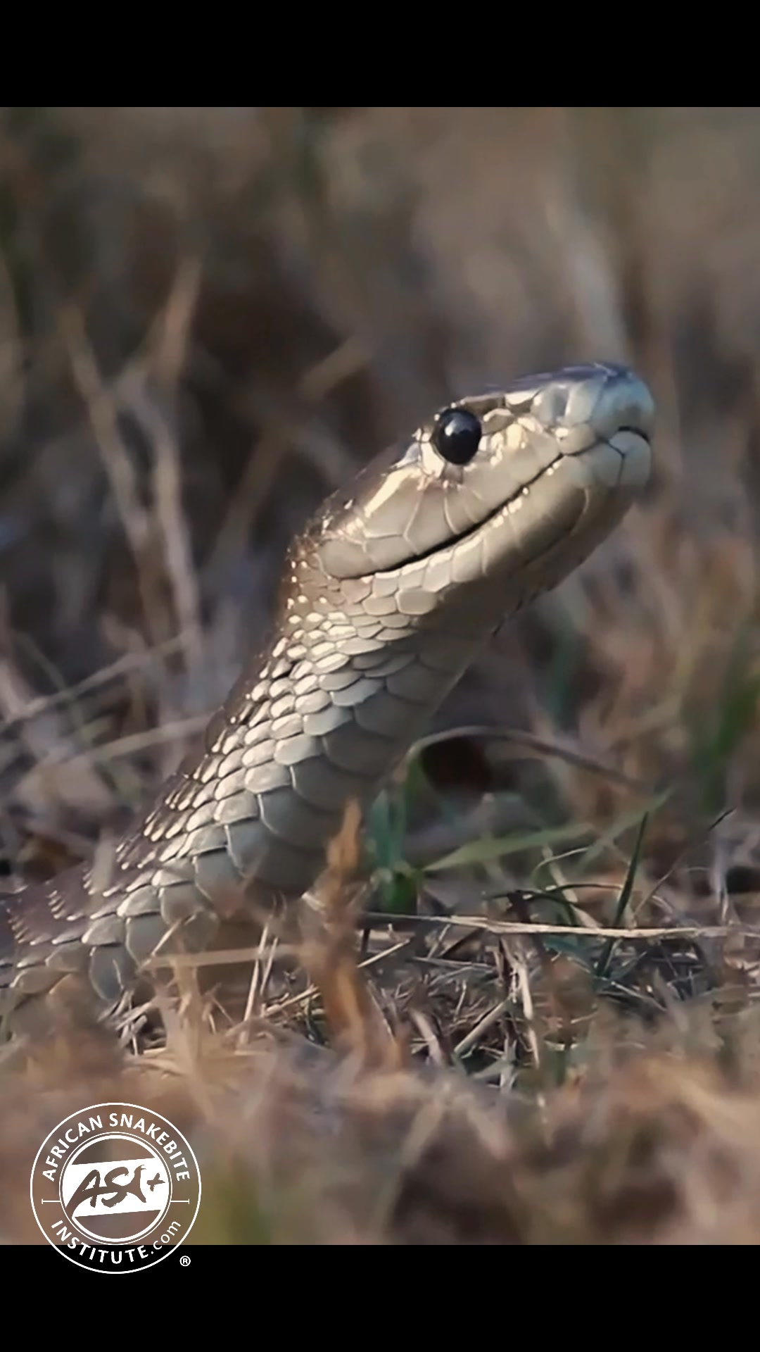Nervous Black Mamba. The Black Mamba is one of Africa’s most infamous ...
