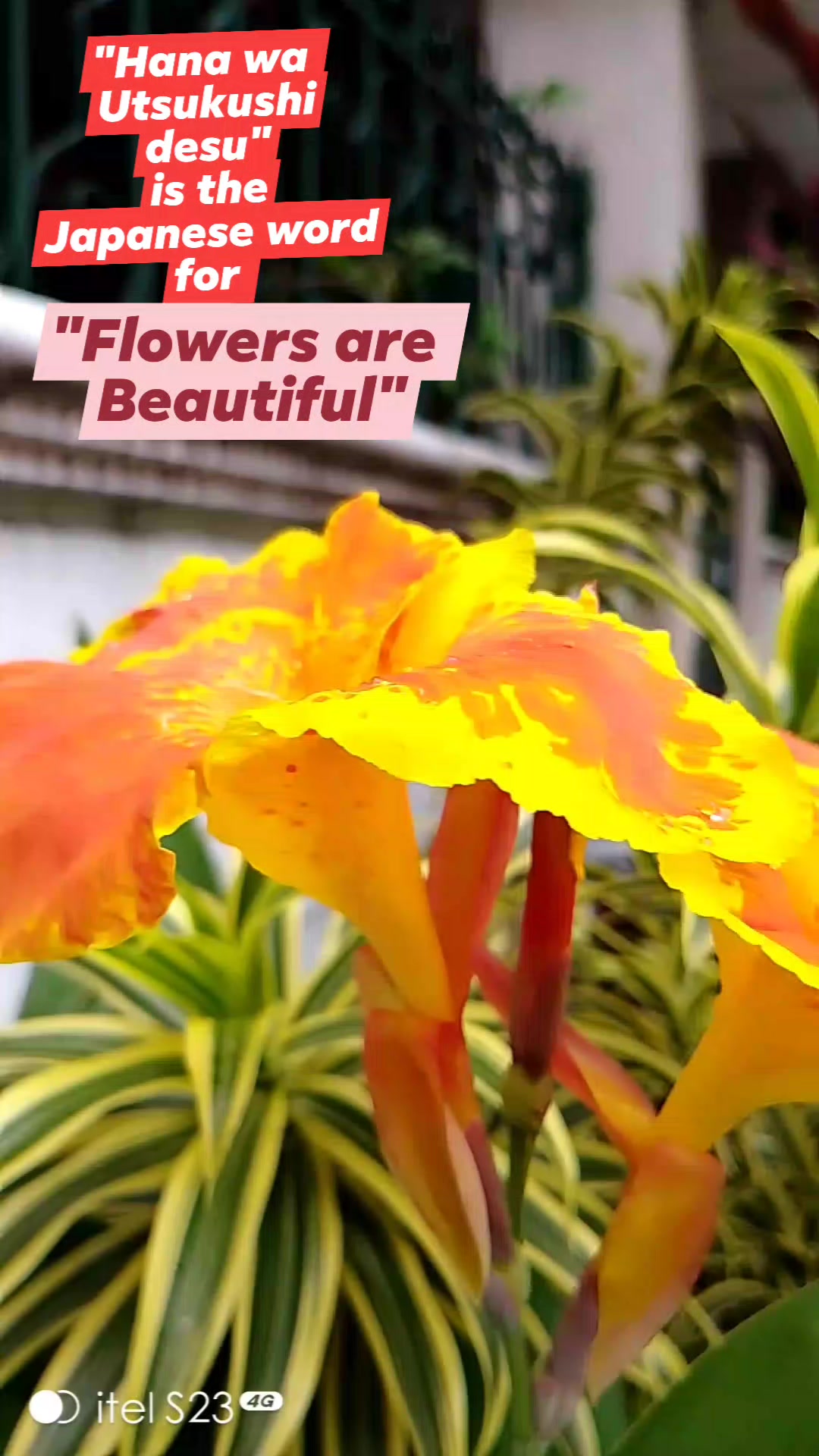 花】 Pronunciation🌹hana Meaning🌹flower ✨🌹✨