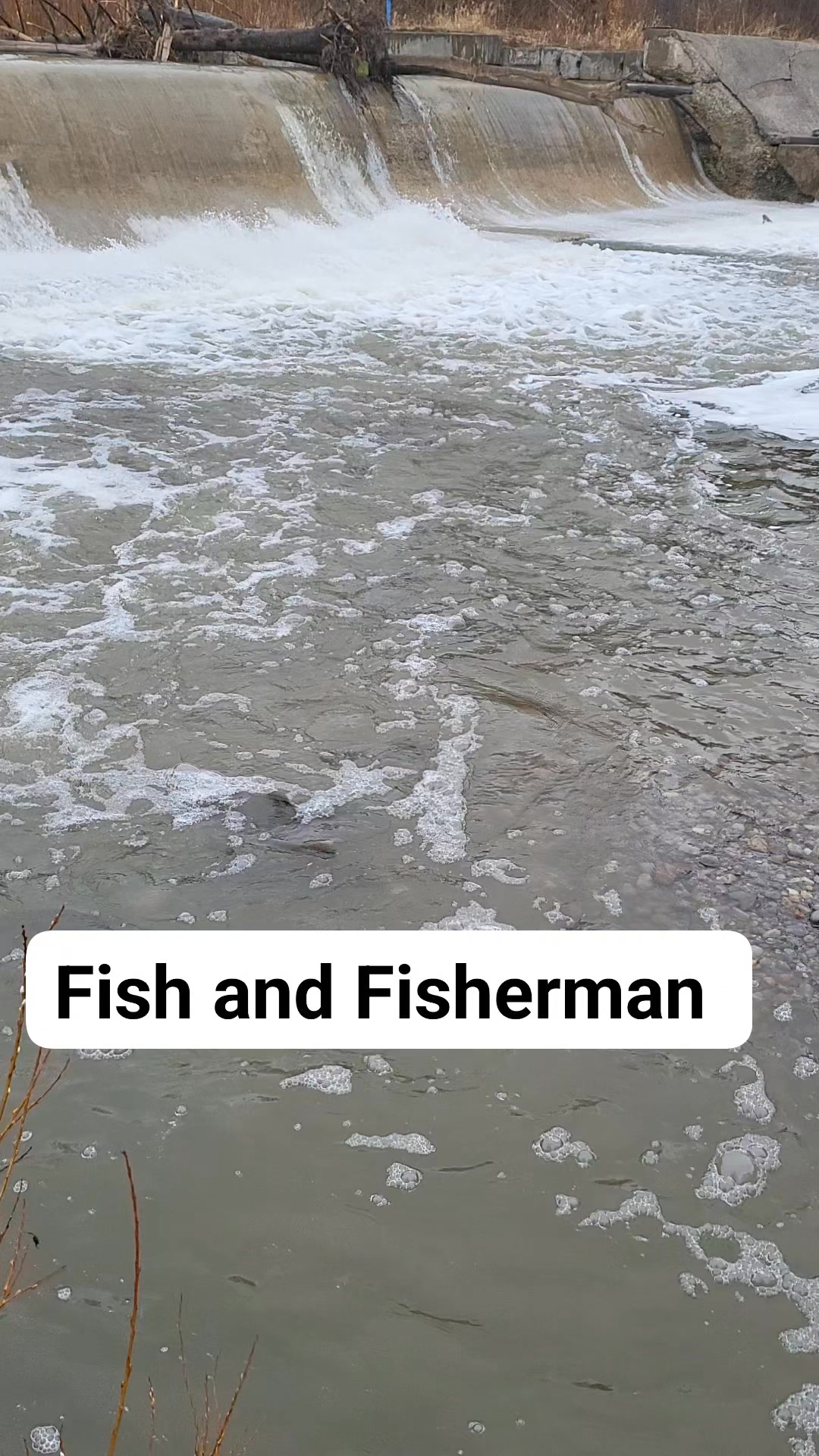 One of the best spot to watch salmon run in Port Hope. #salmon #fish # ...