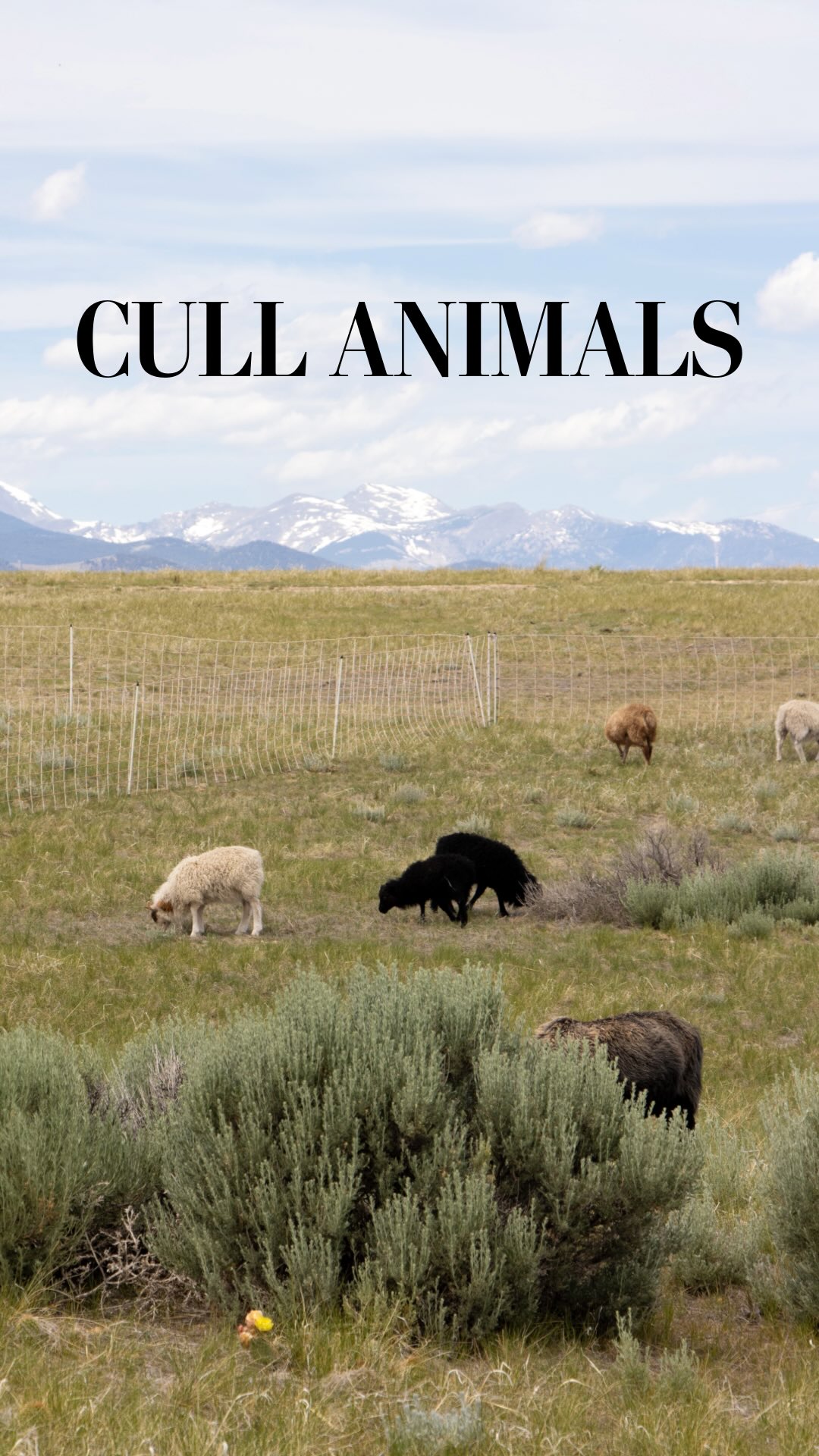Culling is a necessity to protect the rest of your flock. For us, the ...