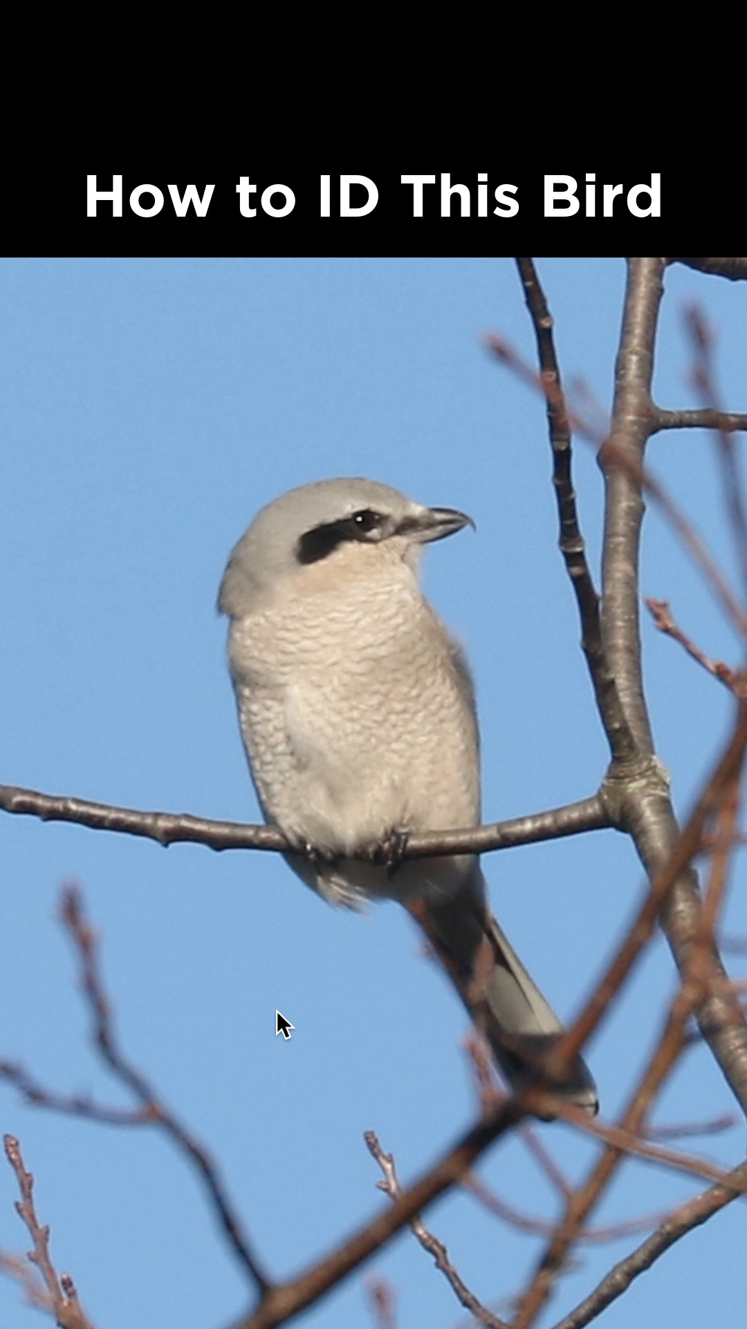 Northern Shrike identification example | LycoBirds | Facebook