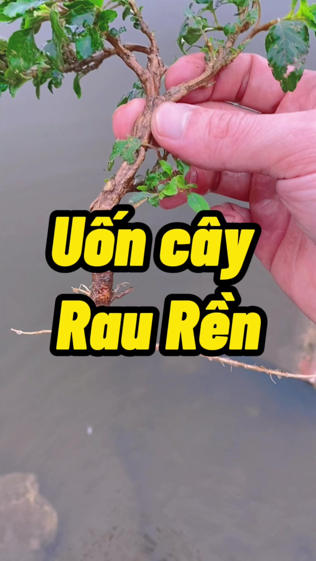 Cây rau rền mình cũng không tha đâu nhaaa | By Phiêu Du Bonsai