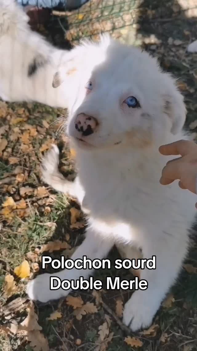 Une guerrière ! 🤍 ** Un chien double merle est un chien issu d’un ...