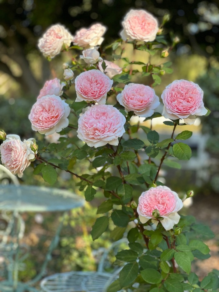 Parfuma® Bliss 🌸 A magnificent hybrid tea rose with large blooms ...