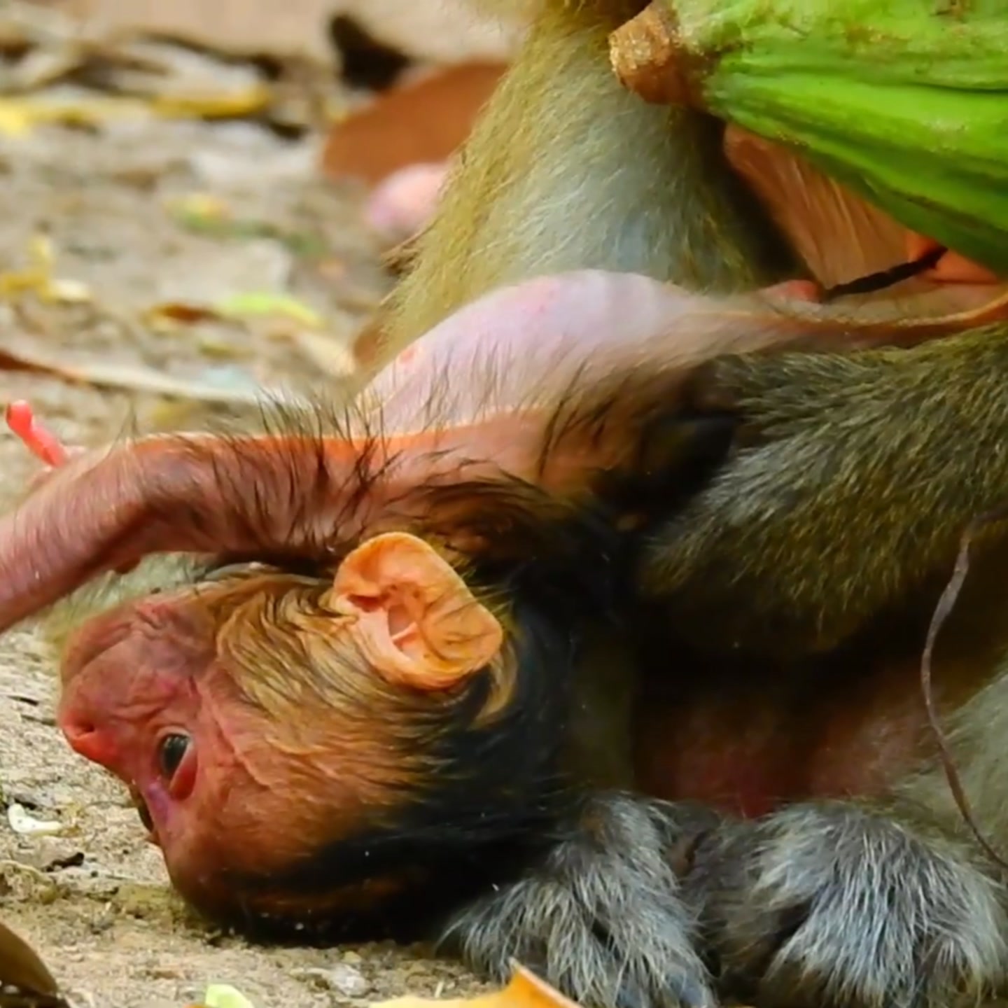 So Poor… Little Baby Monkey Left Weak With No Milk to Drink | Sva Tube ...