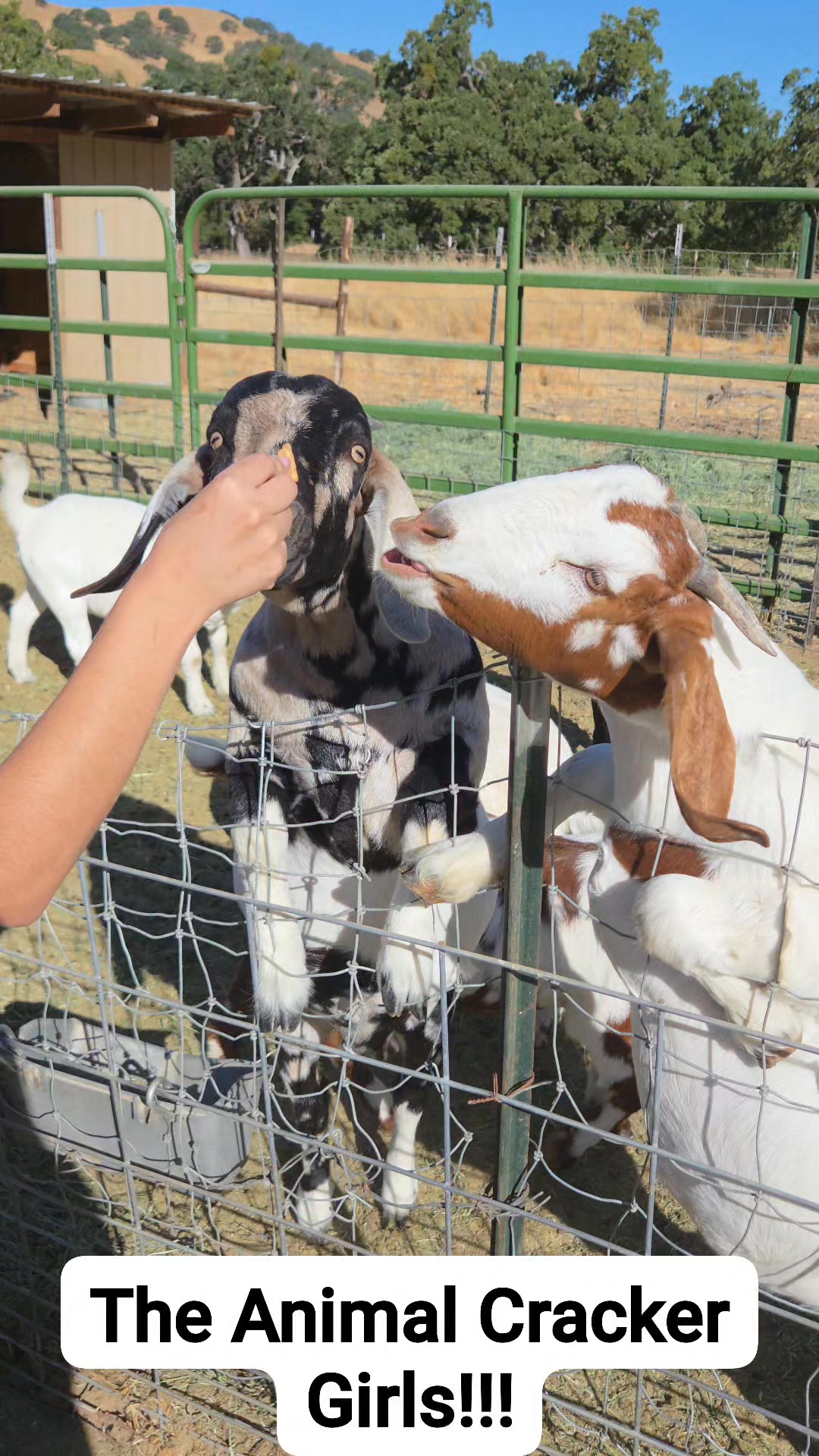 Copper Moon Boer Goat Ranch | Livermore CA