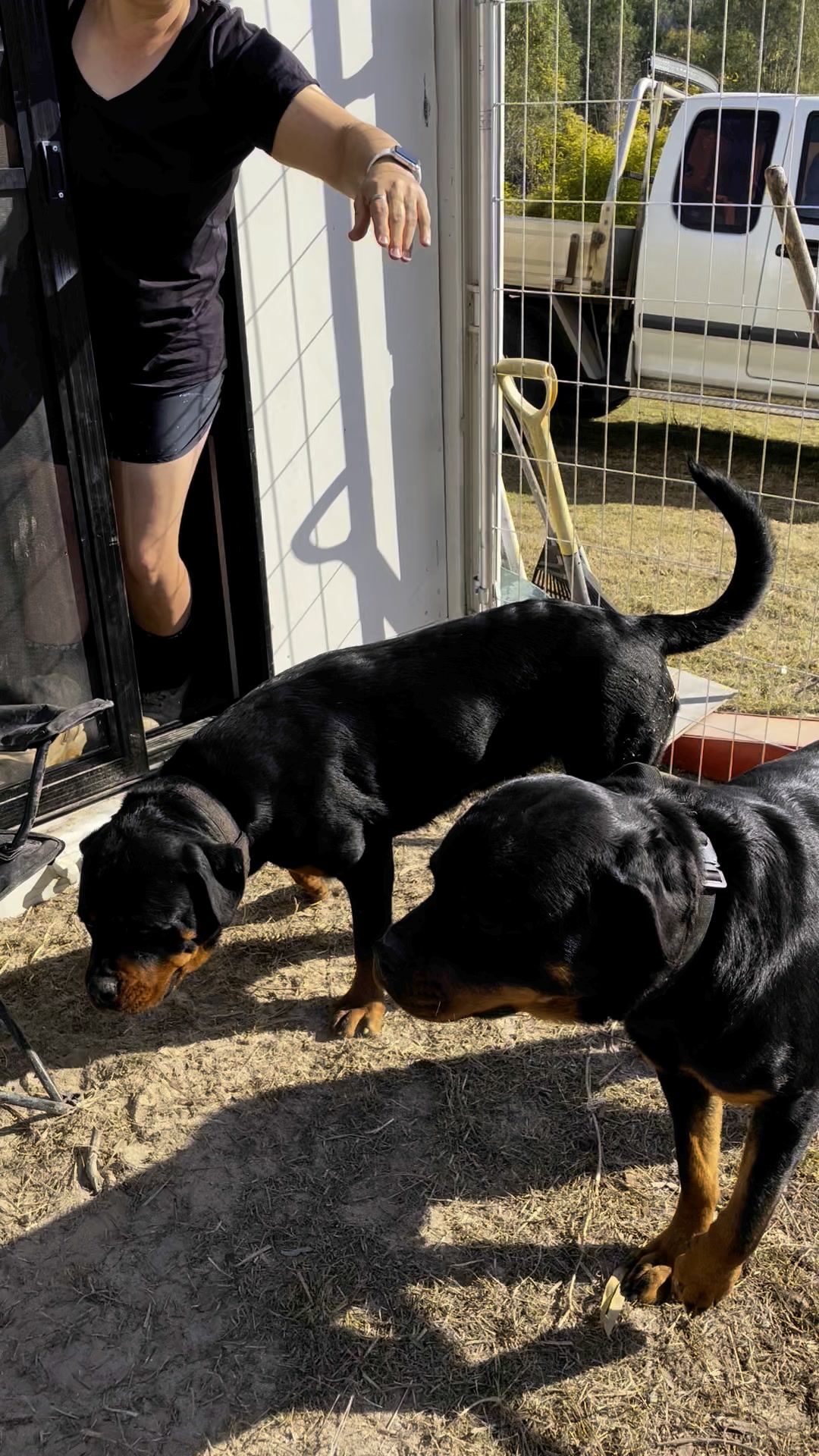 Good girl Ziggy 😎 Kira 🤦‍♂️ | Growler Rottweilers | Facebook