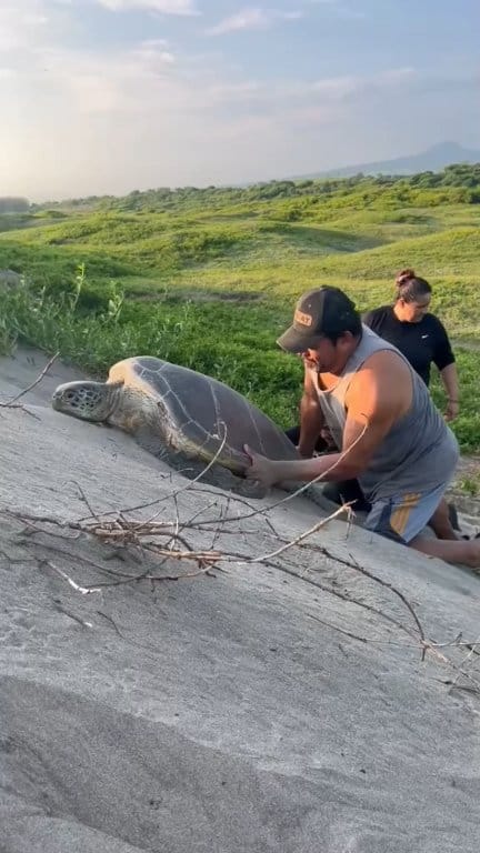 Helping the poor turtle to climb | DarkLab | Facebook