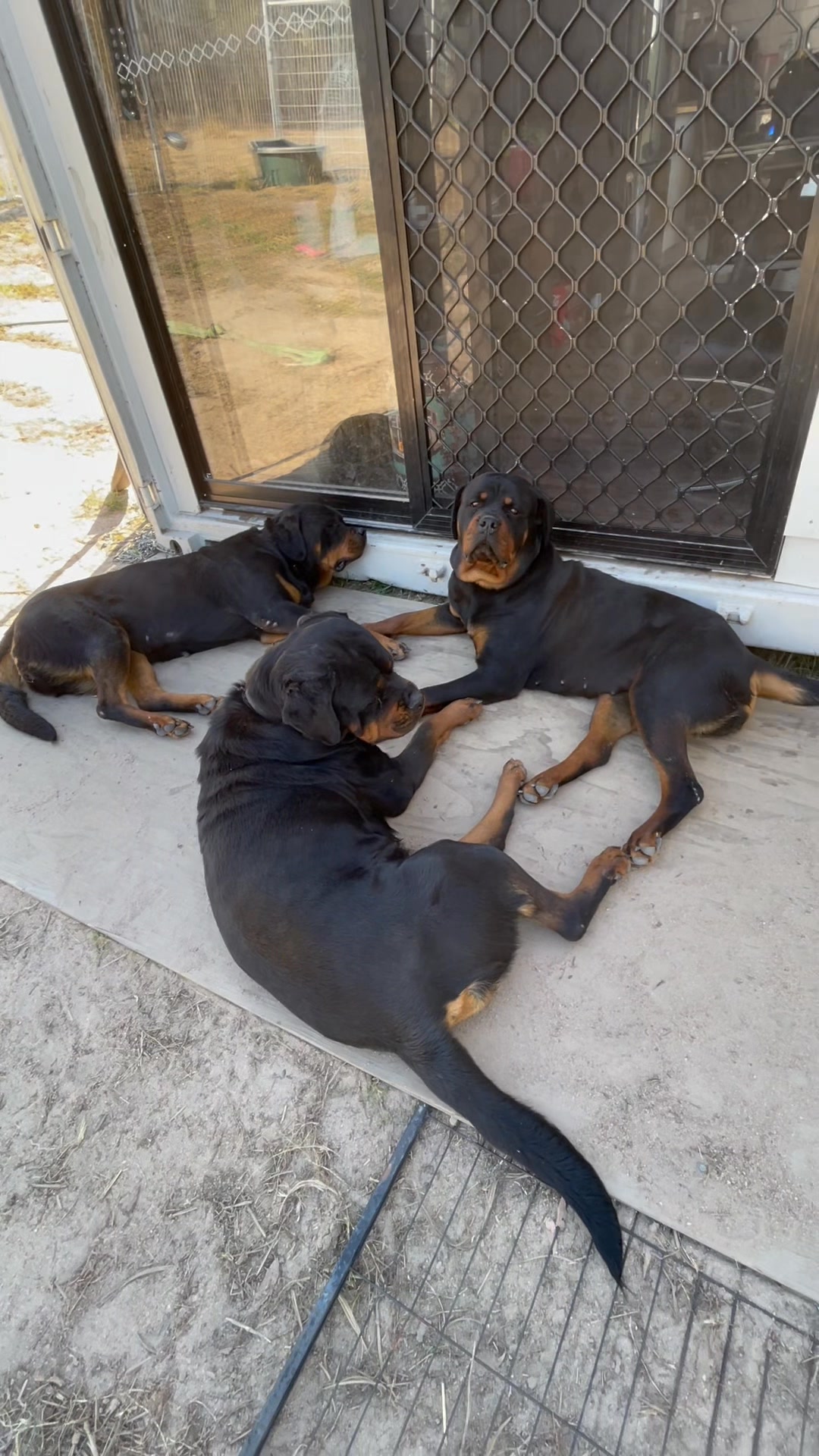Leave the lizards 🦎 alone 🤦‍♂️ | Growler Rottweilers | Facebook