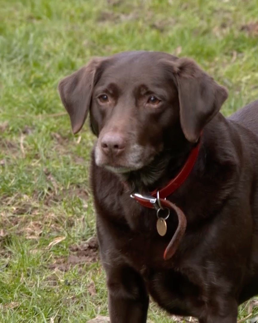 🥺 The bullying is so bad that Ruby is now too frightened to even walk ...