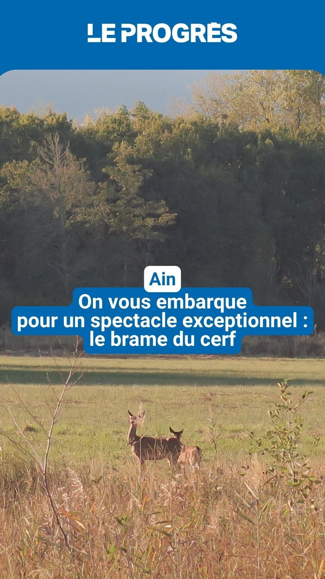 🦌 Chaque année, le brame du cerf offre un spectacle exceptionnel aux ...