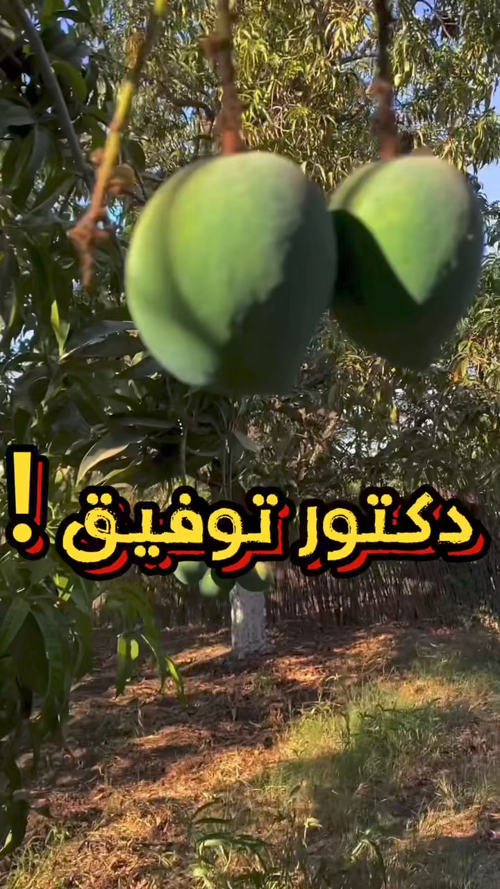 بلاش مخاطرة في اختيار البطيخ احنا بنختارلك أحسن بطيخ جيزة متنقي ...